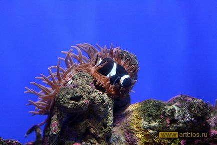 Oceanarium în Singapore