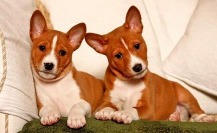 Descrierea rasei Basenji