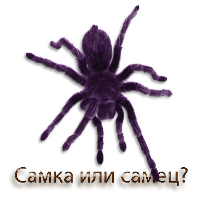 Determinarea sexului păianjenilor de tarantula