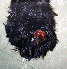 Туморите на кучета и котки ранен достъп до лекар, ветеринарна клиника Белия зъб