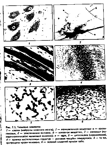 Fundamentele doctrinei țesuturilor (introducerea în histologia generală)