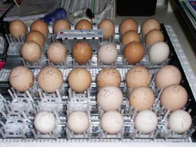 Избор на яйца за инкубация, съхранение, калибриране, дезинфекция, блог за градината и градината