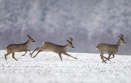 Полювання на козулю взимку скрадом