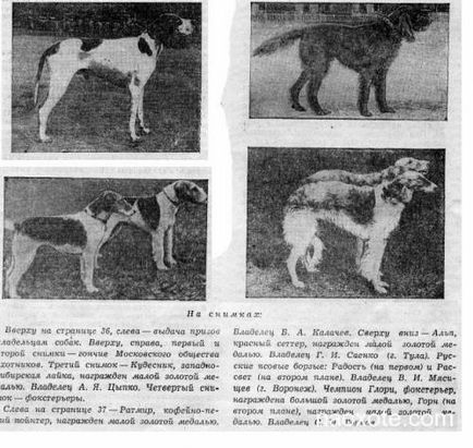 Мисливські собаки на московській ювілейній виставці, полювання та риболовля