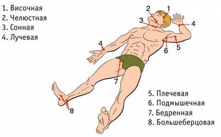 Пальцеве притиснення артерій при кровотечах точки і місця притиснення