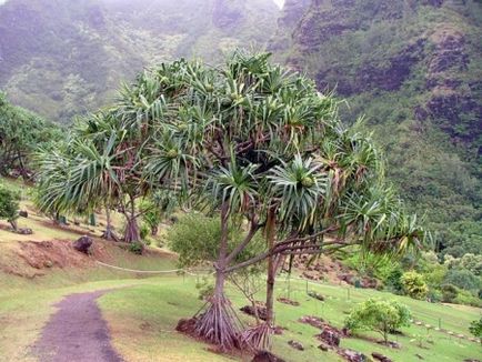 Pandanus (pandanus) levelek és a gyümölcstermő növények termesztése a hazai