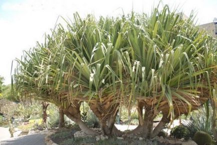 Pandanus (pandanus) levelek és a gyümölcstermő növények termesztése a hazai