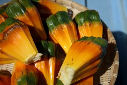 Pandanus (pandanus) levelek és a gyümölcstermő növények termesztése a hazai