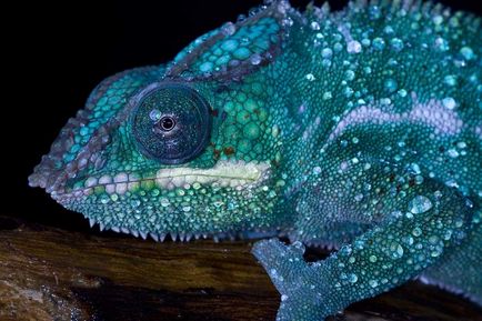 Panther chameleon - un alt endemic al Madagascarului