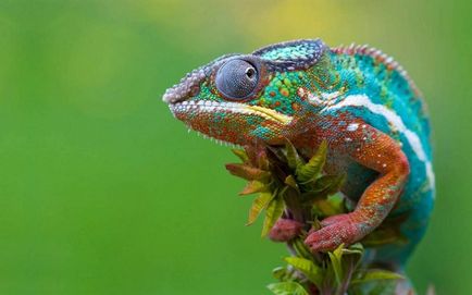 Panther chameleon - un alt endemic al Madagascarului