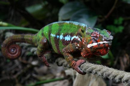 Panther chameleon - un alt endemic al Madagascarului