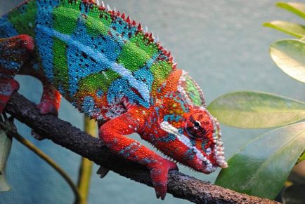 Panther chameleon - un alt endemic al Madagascarului