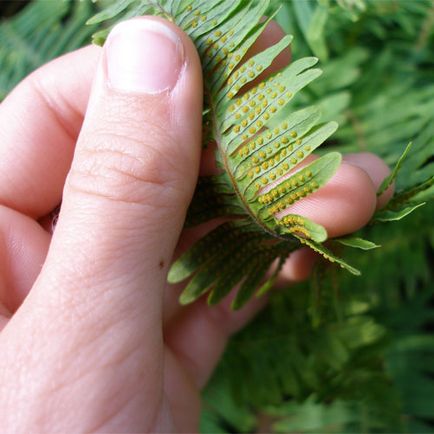 Ferns crescând din spori, înmulțirea ferigilor, germinarea ferigilor