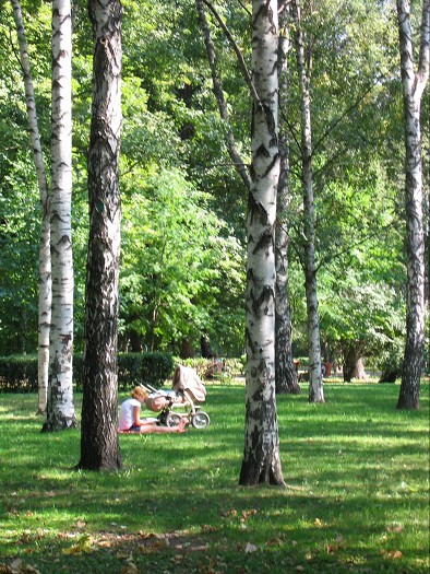 Parcul din stejar 1
