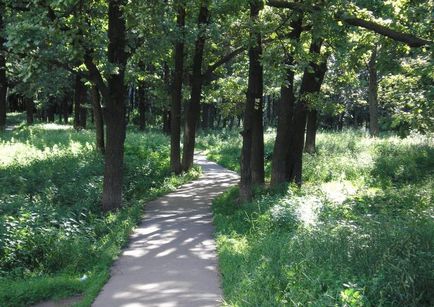 Parcul de stejari, istoria apariției