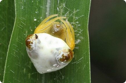 Păianjenii și alte insecte miracole mimicry