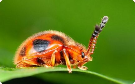 Păianjenii și alte insecte miracole mimicry