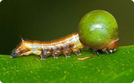 Păianjenii și alte insecte miracole mimicry