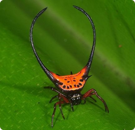 Păianjenii și alte insecte miracole mimicry