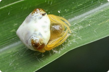 Păianjenii și alte insecte miracole mimicry