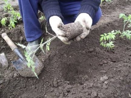 Пересадка розсади помідорів в теплицю і в грунт