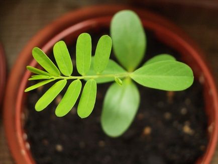 Phyllanthus emblica (phyllanthus) - magazin online - adeniu acasă de la semințe la plante