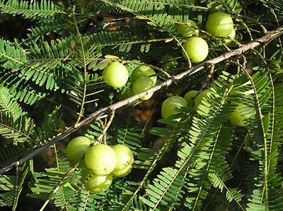 Phyllanthus emblica (філлантус) - інтернет-магазин - адениума будинку від насіння до рослин