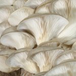 Живильні і цілющі властивості грибів гливи - ваш доктор айболит