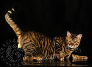 Pisici Bengal și verde