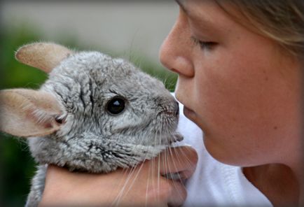 Kennel pentru chinchilla de reproducere la Moscova