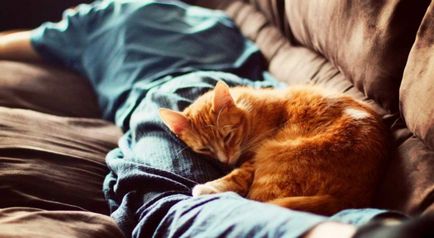 Чому кішки люблять спати в ногах - в світі тварин