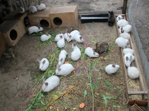 Чому кролики дохнуть влітку що робити і як це зупинити
