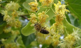 De ce albinele cad în toamna