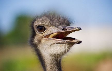 Чому страус не вміє літати, цікаві факти, міфи, омани