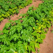 De ce cartofii galbeni folosesc frunzele inferioare pentru prevenirea bolilor de cartofi