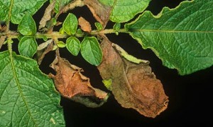 Miért burgonya sárguló alsó levelek a burgonya betegségmegelőzés utasításokat