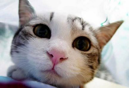 Чому у кішки сльозяться очі, закисають і гниють очі причини та лікування, як протирати - муркоте