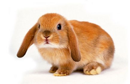Чому у кролика впало вухо чому у кроликів падають вуха