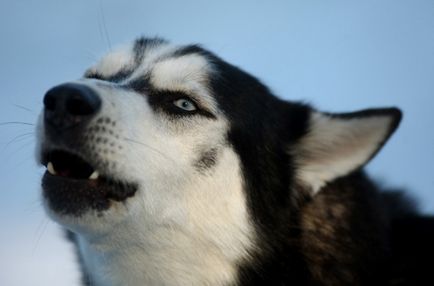 De ce câinele urlează în curte, semnele oamenilor, ce să facă