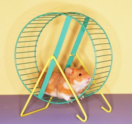 De ce iubesc hamsterii alergând în roată
