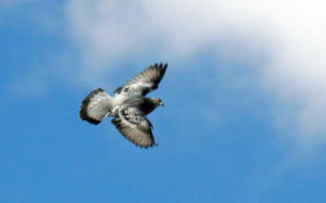 Poștalii poștali reproduc păsările poștale, cum determină păsările unde zboară cu litera