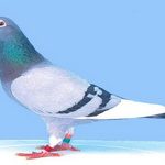 Поштові голуби породи птахів листонош, як птиці визначають куди їм летіти з листом