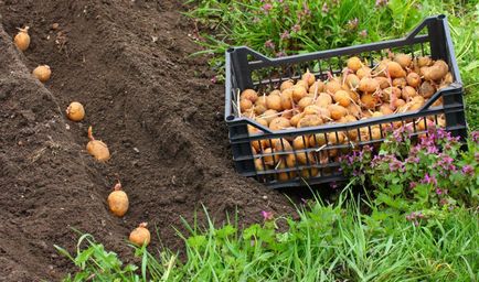 Подгответе картофи за засаждане - няколко трика от професионалисти