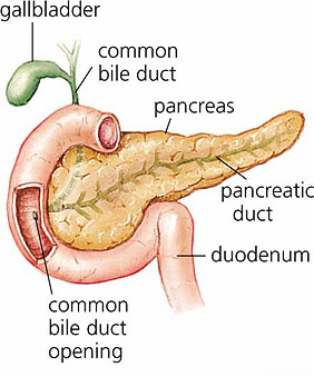 Pancreasul ucide rapid - Alina Markova - Sănătate - Materiale site - snob