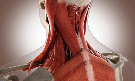 Din ce motive există o suprasolicitare a mușchilor gâtului cum să eliminați, întotdeauna în formă!