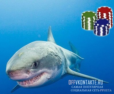 Poker rechin (rechin de poker) în contact - în starea de contact și avatare pentru contact, cerere,
