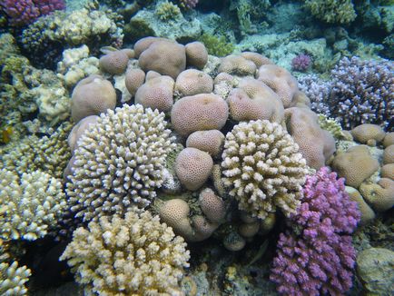 Hasznos és gyógyító tulajdonságait fehér korall