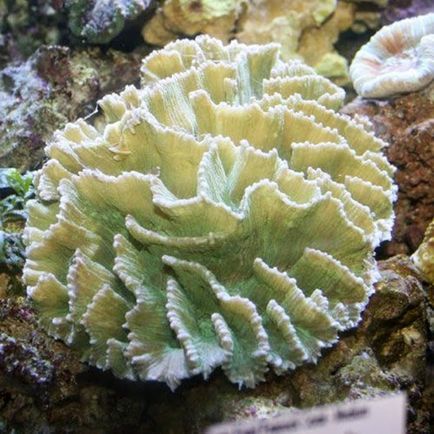 Корисні і цілющі властивості білого корала