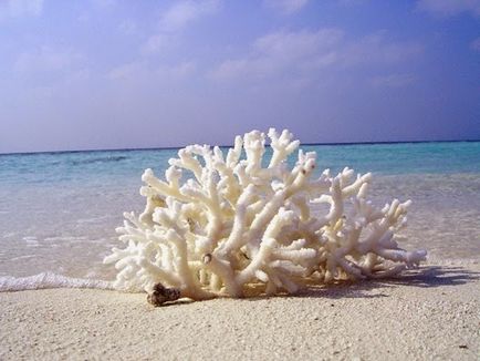 Hasznos és gyógyító tulajdonságait fehér korall