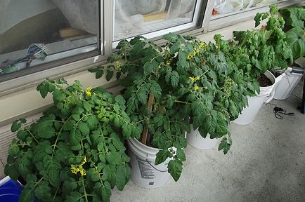 Roșiile de pe balcon crescând plante de interior, fotografii și clipuri video